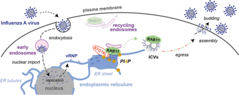 Model for influenza vRNP transport from the nucleus to the plasma membrane