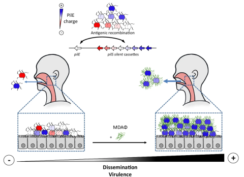 Model of the amplification loop between MDA infection, biofilm formation and enrichment in adhesive PilE variant