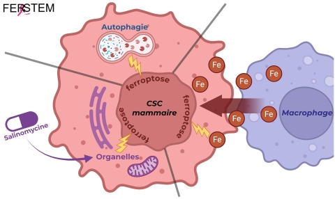 Schéma global : Axes de recherche du groupe FeroSTEM