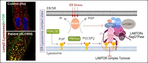 Graphical abstract Panasyuk collaboration